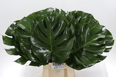 <h4>Dec Monstera Blad</h4>