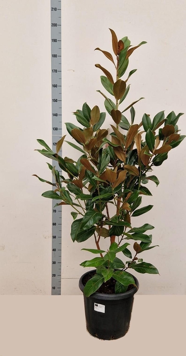 <h4>Magn Grandiflora</h4>