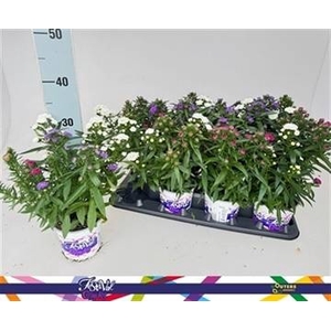 ASTER SHOWM GEM