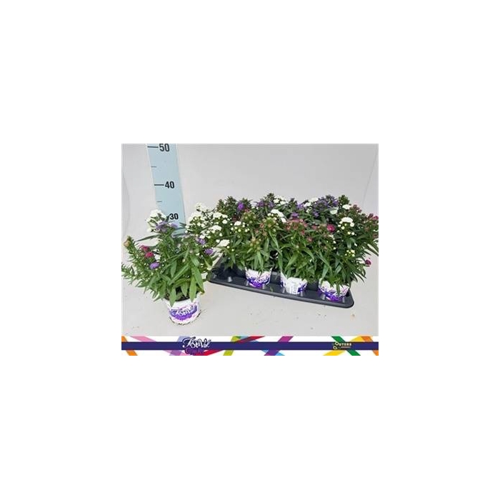 <h4>ASTER SHOWM GEM</h4>