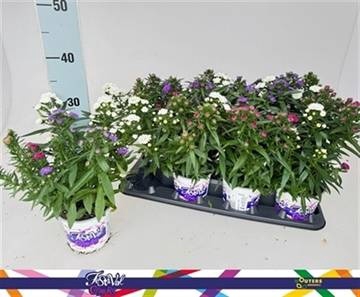 <h4>ASTER SHOWM GEM</h4>