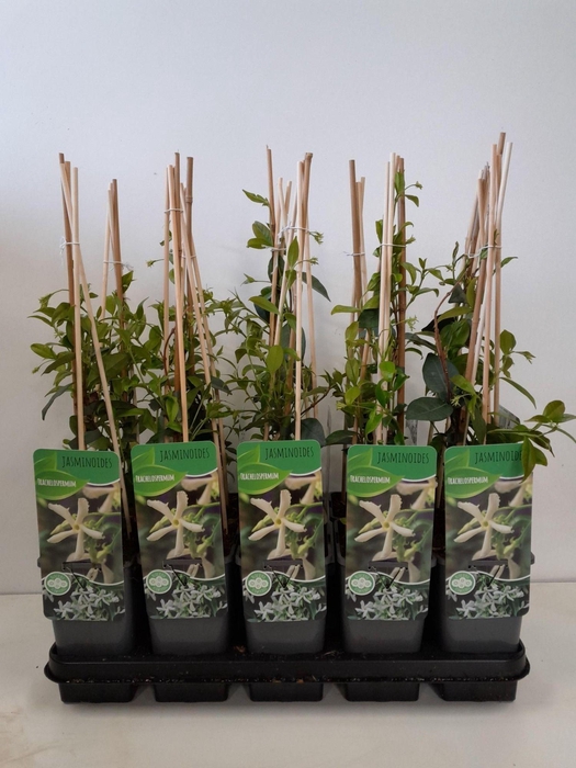 <h4>Trachelospermum jasminoides</h4>