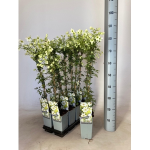 CLEM EARLY SENSATION