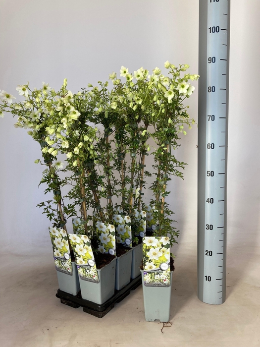 <h4>CLEM EARLY SENSATION</h4>