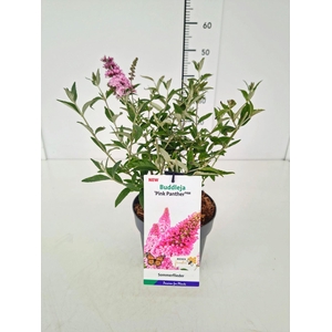 Buddleja