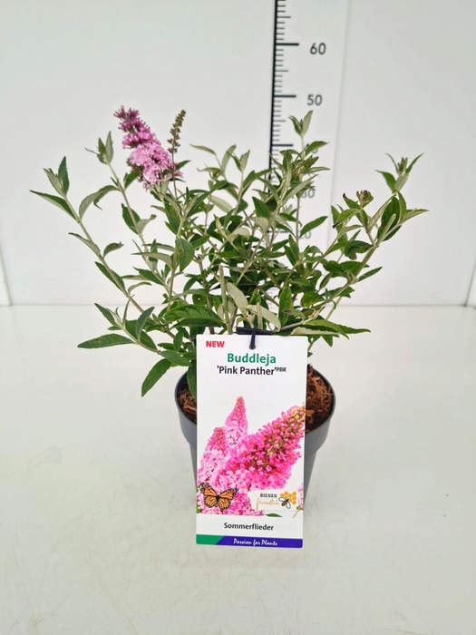 <h4>Buddleja</h4>
