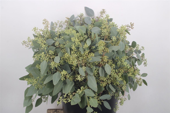 <h4>Euc Populus Berry Per Bunch 150 Gram S U P E R</h4>