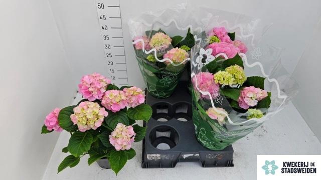 <h4>HYDR M MONACO</h4>