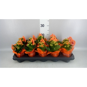 Arr.    Planten  L%