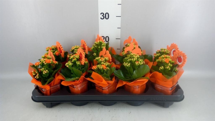 <h4>Arr.    Planten  L%</h4>