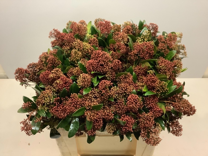 <h4>SKIM J RUBELLA BS</h4>