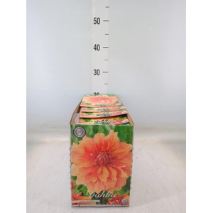 Dahlia   ...flowerbulbs