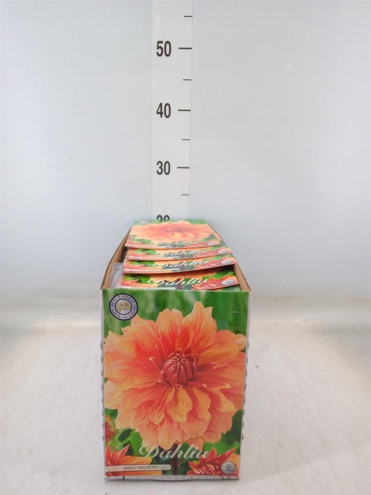 <h4>Dahlia   ...flowerbulbs</h4>