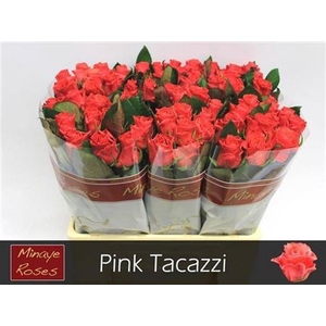 R Gr Pink Tacazzi+