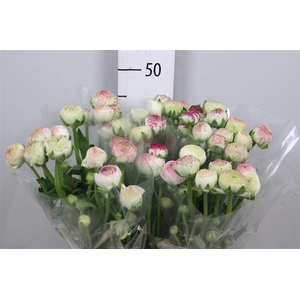 Ran Aazur Pink Stripe