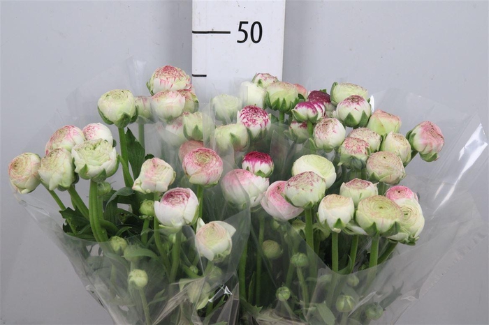 <h4>Ran Aazur Pink Stripe</h4>