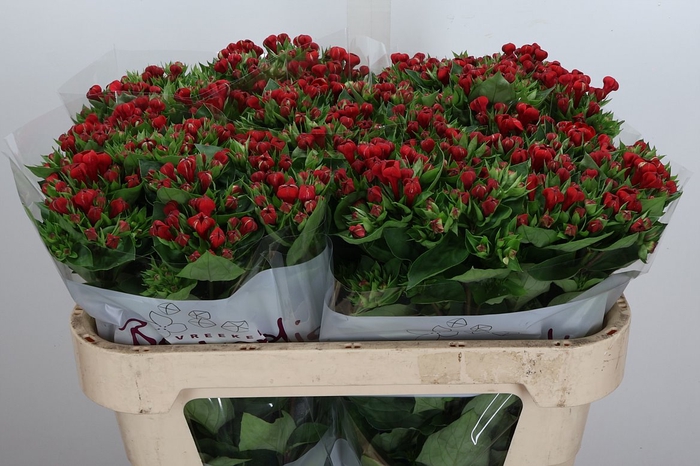 <h4>Bou En Red Passion 70cm</h4>