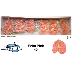 Anth A Evita Pink 13 cm X12 Jan van Velden