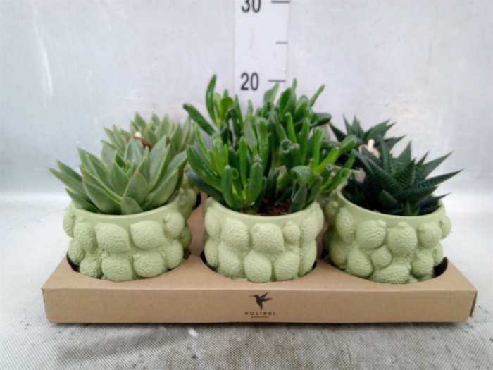 <h4>Succulents   ...mix 3</h4>