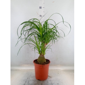 Beaucarnea recurvata