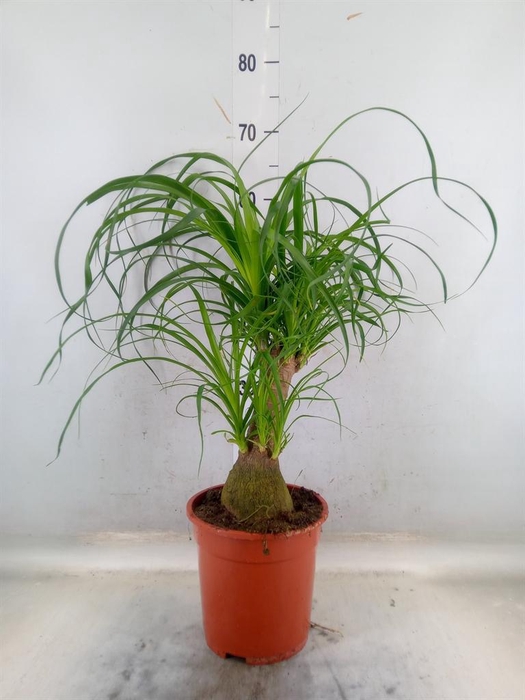 <h4>Beaucarnea recurvata</h4>