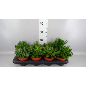 Crassula ...mix