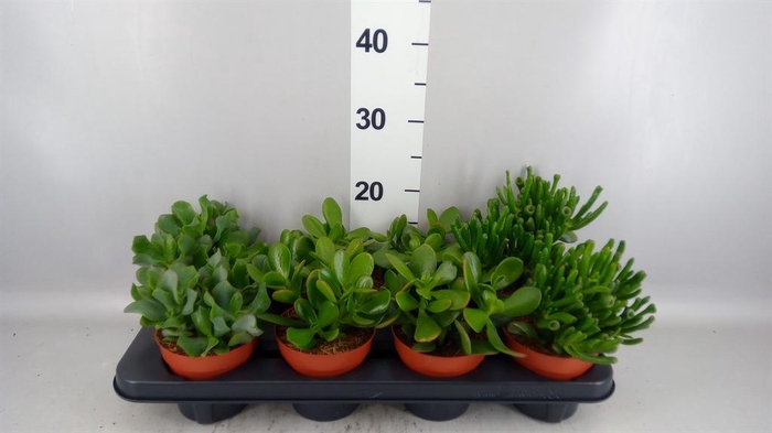 <h4>Crassula ...mix</h4>