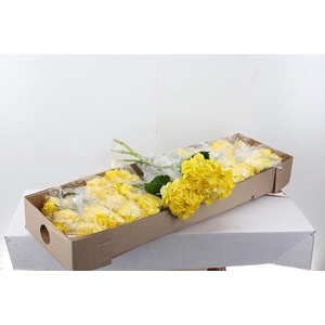 Hydr Yellow Tinted Sel Box