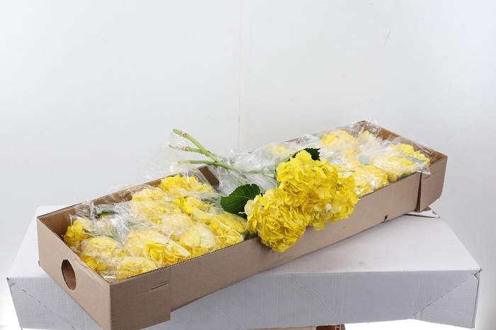 <h4>Hydr Yellow Tinted Sel Box</h4>