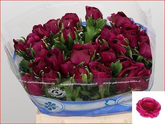 <h4>RAN SU SHERRY</h4>