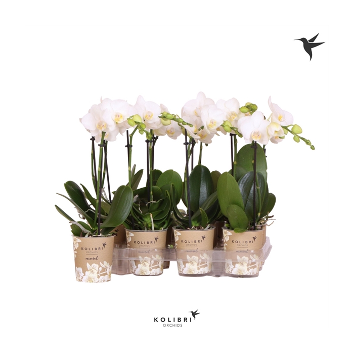 <h4>Kolibri Orchids Phalaenopsis Amabilis 1 spike</h4>