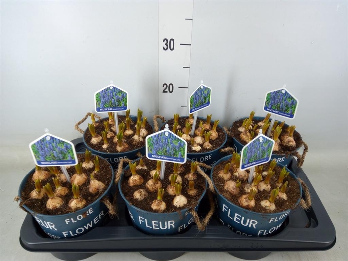 <h4>Arr.  Muscari L%</h4>