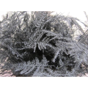 Asp 1e Veer Aubergine