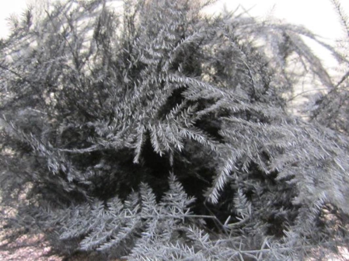 <h4>Asp 1e Veer Aubergine</h4>