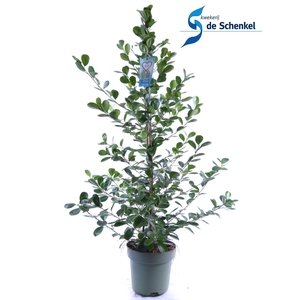 Ficus micr. Moclame
