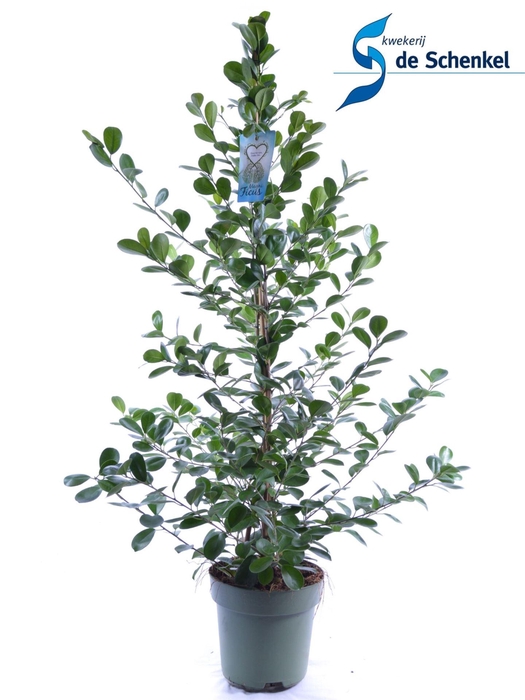 <h4>Ficus micr. Moclame</h4>