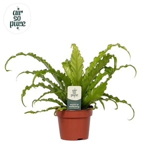 Asplenium antiquum 'Osaka'