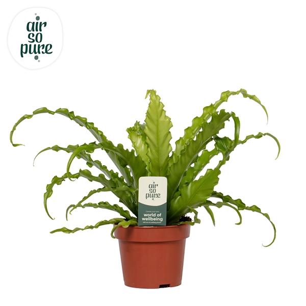 Asplenium antiquum 'Osaka'