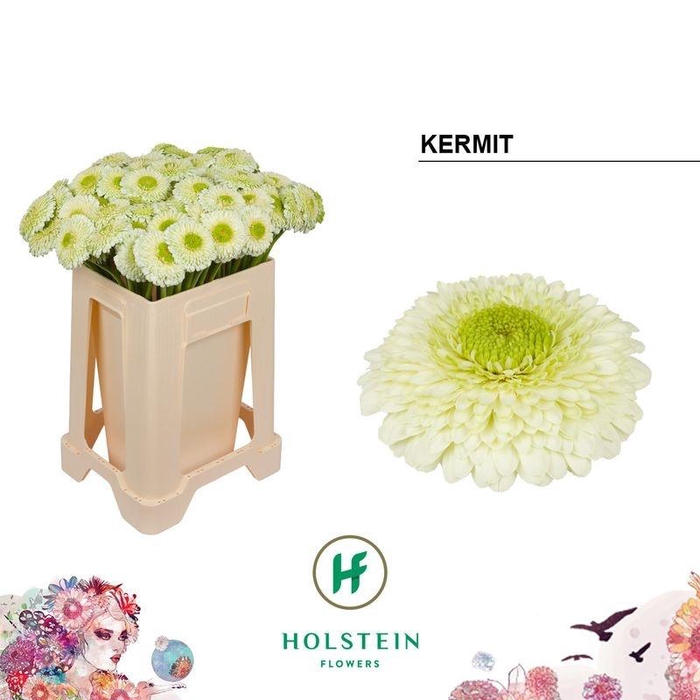 <h4>GE POMPONI KERMIT2.0</h4>