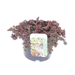 Sedum spurium Tricolor