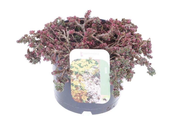 <h4>Sedum spurium Tricolor</h4>