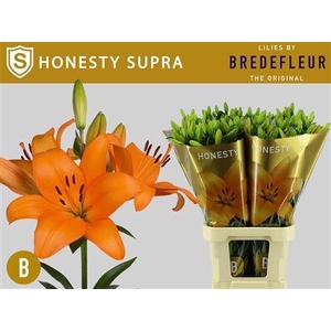 Li La Honesty