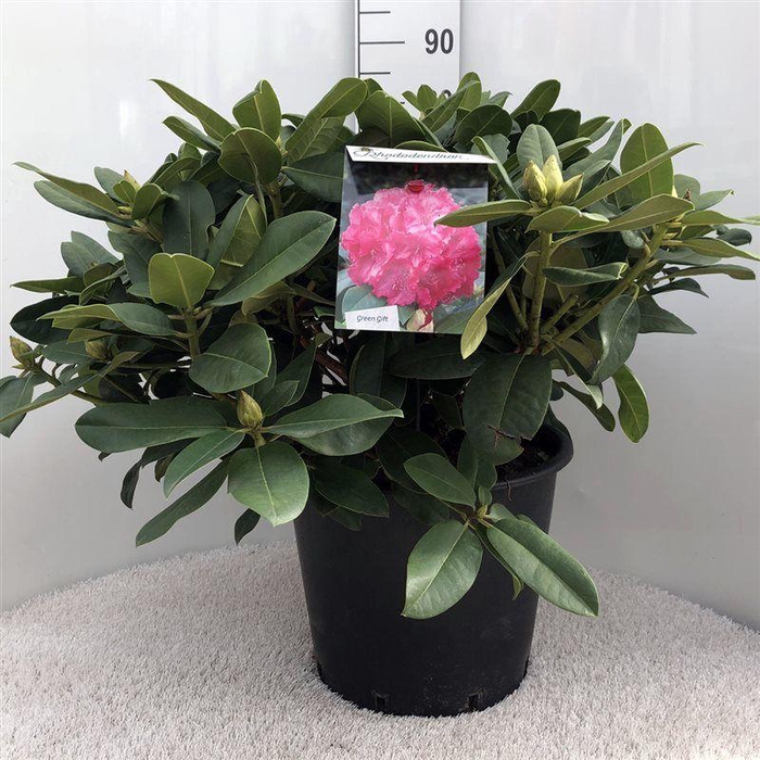 <h4>Rhodo. 'Germania' pink</h4>