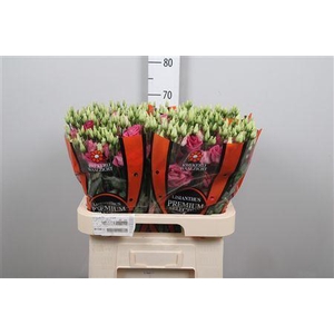 Eus G Excal Hot Pink