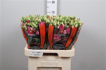 <h4>Eus G Excal Hot Pink</h4>