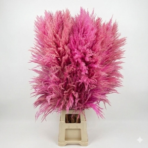 Dried Cortaderia Sacuara Pink