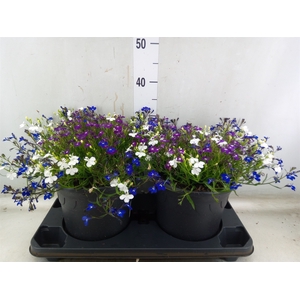 Lobelia  'Trixi Fashion'