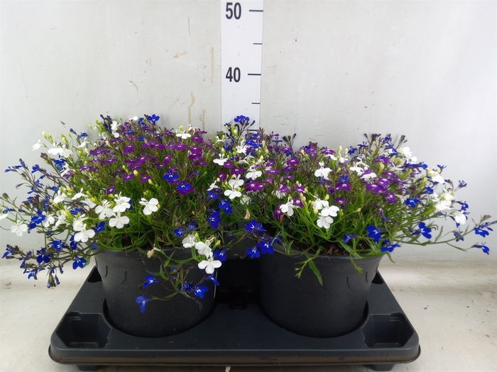 <h4>Lobelia  'Trixi Fashion'</h4>