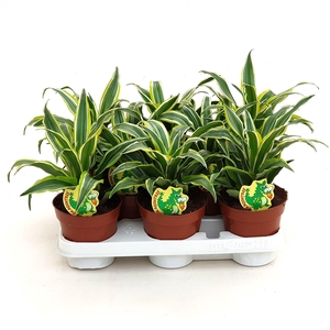 Dracaena frag. 'Surprise'