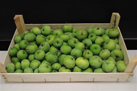 <h4>F Appel Groen 5kg</h4>